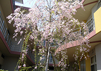 施設の桜も満開