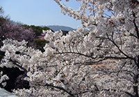 7、10日　お花見　小畑川公園