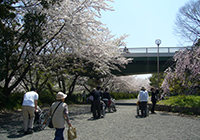 7、10日　お花見　小畑川公園