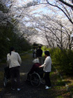 7、10日　お花見　小畑川公園