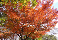 小畑川公園へ紅葉狩り