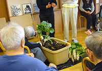 22日　ベランダ菜園の大根を収穫