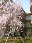 3日 施設のしだれ桜も満開に