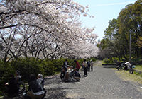 7～9日　小畑川公園へお花見に