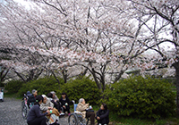 7～9日　小畑川公園へお花見に