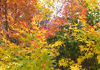 ユニット毎に小畑川公園へ紅葉狩り