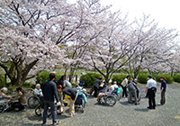 6～11日　お花見　小畑川公園