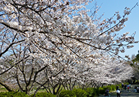 6～11日　お花見　小畑川公園