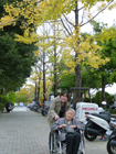 18,21,24,30日 紅葉狩り(小畑川中央公園)