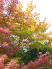 18,21,24,30日 紅葉狩り(小畑川中央公園)