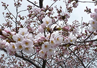 6～13日　お花見　小畑川中央公園