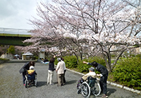 6～13日　お花見　小畑川中央公園