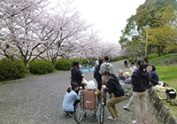 6～13日　お花見　小畑川中央公園