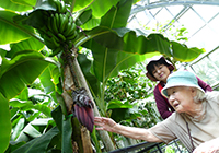 梅雨の晴れ間に府立植物園へ