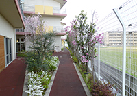 春は庭の花が次々咲きます