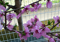 春は庭の花が次々咲きます