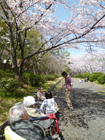 5~12日 お花見 小畑川中央公園