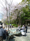 5~12日 お花見 小畑川中央公園