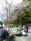 5～12日　お花見　小畑川中央公園