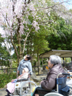 5～12日　お花見　小畑川中央公園