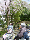 5~12日 お花見 小畑川中央公園