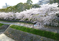 5～12日　お花見　小畑川中央公園