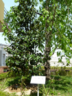 9日 記念植樹の椿、日光(じっこう)