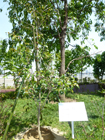 9日 記念植樹の椿、月光(がっこう)