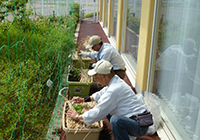 15日　ゴーヤの大先生が苗植えの三ヶ所に植えてくださいました