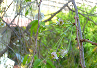 季節外れの桜が咲きました。