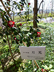 30日 月光(がっこう)が咲きました(京都むらさきライオンズ様から寄付)