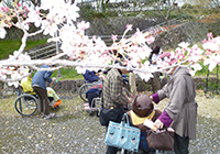 2～10日　お花見　小畑川公園