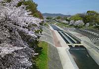 2～10日　お花見　快晴で空の青と桜がきれいでした