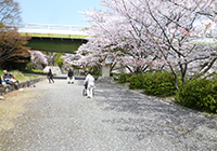 2～10日　お花見　小畑川公園