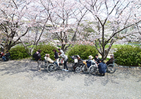 2～10日　お花見　小畑川公園