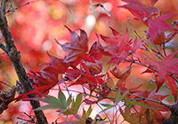 16日　紅葉狩り　小畑川中央公園　紅葉が色づいてきました