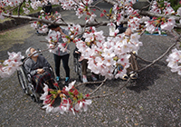 4～8日　お花見　小畑川中央公園　天気に恵まれ快晴