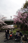 4～8日　お花見　小畑川中央公園　天気に恵まれ快晴