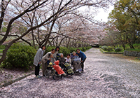 4～8日　お花見　小畑川中央公園