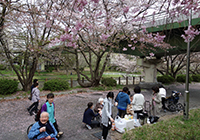 4～8日　お花見　小畑川中央公園