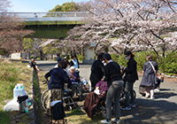 3～7日　お花見　小畑川中央公園へ皆さまと