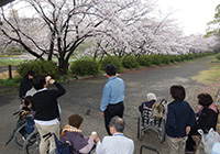 3～7日　お花見　小畑川中央公園へ皆さまと