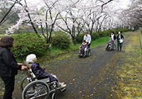 3～7日　お花見　小畑川中央公園へ皆さまと