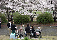 3～7日　お花見　小畑川中央公園へ皆さまと