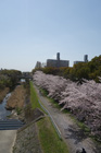 2日,4日,5日,8日 小畑川中央公園に皆さまと