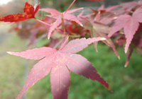 19、21、27、29日　紅葉狩り　小畑川公園へ