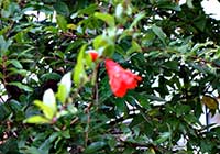 7日 中庭の花